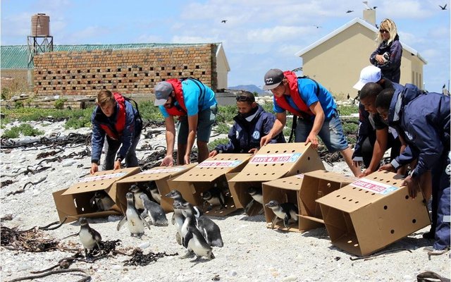 11 November 2015 was ‘n vreugdevolle dag vir die bekende African Penguin & Seabird Sanctuary in Kleinbaai. Na ‘n maand wat die Afrika Pikkewynkuikens vanaf Dyer Eiland verwyder is, is hulle met die hulp van Wilfred Chivelle se boot, Dream Catcher, asook Happy Feet, ‘n spesifiek-geborgde rubberboot deur Nautic Africa, na Dyer Eiland teruggeneem en vrygelaat om daar hul nuutgevonde vryheid te gaan geniet. 